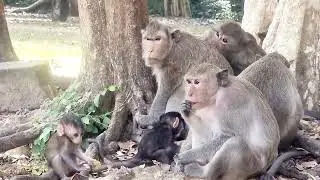 Group Family Monkeys So Piecefull 