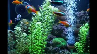 Relaxing Tropical Fish ASMR. 🎧 | Gentle Bubbles & Soft Music for Sleep & Focus