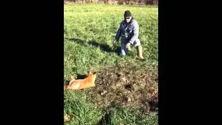 1st class wildlife solutions k9 tips