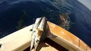 OMG, Marlin gets attacked by Sharks ! | Fly and Fish Tv