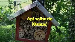 Api solitarie
