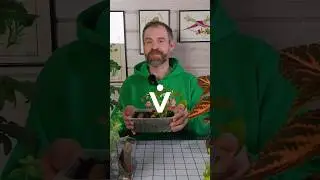 Ведро клубней с одного куста батата! Делюсь секретом