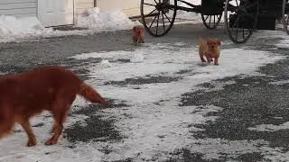 Golden Retriever Puppies For Sale