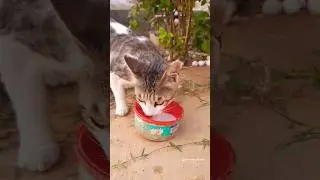 Cat's Milk Time 😅😋/#shorts #cat #catlover #catvideos #funny #viralshort