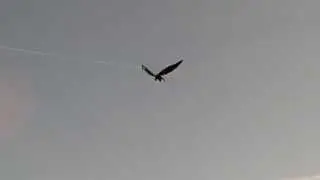 Magic Wing Kite/Magic Bird Kite (Black Raven) by Rudiger Groning