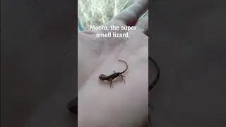 macro. a very tiny lizard.