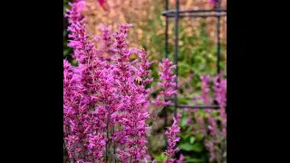 MEANT TO BEE™ 'Royal Raspberry' Agastache @Bin3aiah Plants