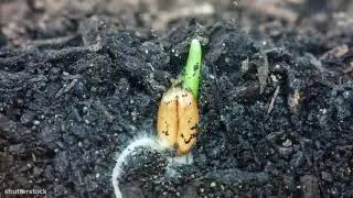 Bhumi Gold - High Power Zinc & Micro Nutrients Mixer for Soil application | Harsidhi Biotech