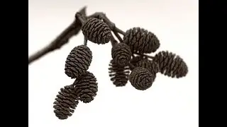 Szyszki olchy w akwarium - ile dodać by obniżyć PH - TEST.