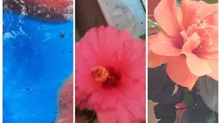 Galiff Street Flower Market | Pet Market #galiffstreetpetmarket #galiffstreetplantmarket #trending 