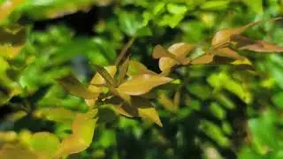 Jaboticaba Aux Antilles Fran&ccedil;aises 