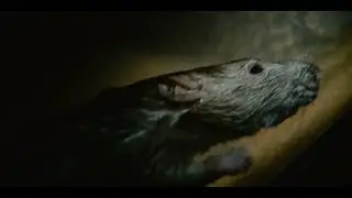 Tiny Creatures - Brown Rat