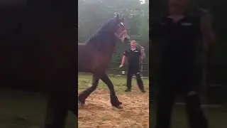 Danaway hooch - Welsh section D stallion