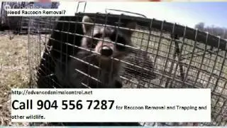 Jacksonville Raccoon Removal - Call 904-556-7287