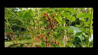 kebun saya