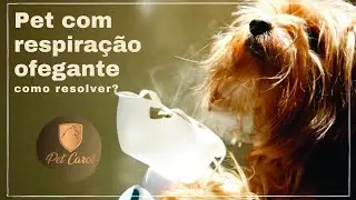 Como Resolver Respiração Ofegante Do Cachorro ? Evite a morte do seu pet #petcarol