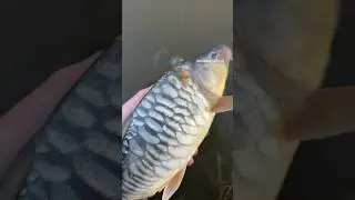 I caught a RARE mirror carp 🐟 #fyp #carpfishing #mirrorcarp #fishing #carp #shortsfeed #explore