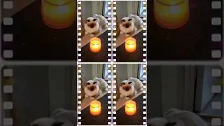 Cats' Candle Reactions: Delight & Playfulness