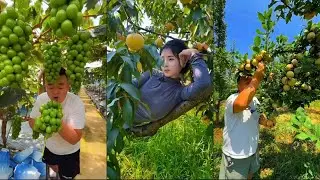 Farm Fresh Ninja Fruit Cutting | Oddly Satisfying Fruit Ninja#fruit#nature#fruitlife#satusfying 