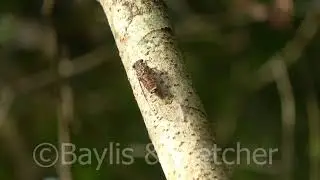 Cicada calling, lowland rainforest, Perak, Malaysia. 20210423_081435.uhd