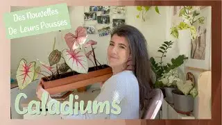 Des nouvelles de mes Caladiums 2021