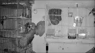 Barn owl eating my canary in aviary #animals #birds #love #viral #owl #parrot