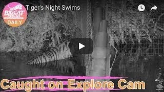 Hoover Tiger's Night Swims