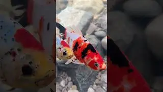 Shubunkin goldfish are a great alternative to koi for smaller ponds 👌 #goldfish #pond #shubunkin
