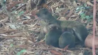 the large rodent of the humid forest has offspring