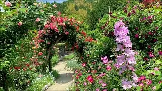 2019/05/13　竹ノ谷地区　バラ愛好家群　(伊藤家・山中家・山尾家)　～高知県仁淀川町～