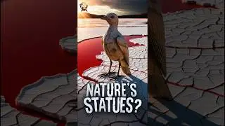 This Lake Turns Animals Into Stone 😱 #lakenatron #statue #facts #wildlife #science #scary