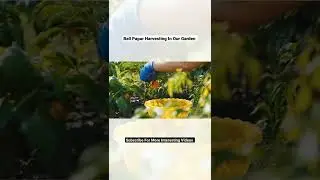 Harvesting Bell Papar In Our Garden #youtubeshorts #shorts