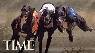 Florida's Greyhound Racing Ban Means Thousands Of Dogs Will Need A New Home | TIME