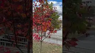Our new tree, Autumn Glory Maple! 🍁 Trinity United Methodist Church; Lenoir City, TN  #trinityumclc
