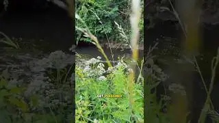 The Deadliest Plant You&rsquo;ll Ever Touch 😱 | Water Hemlock Warning! cred: Jeanette 柯珍, Joseph