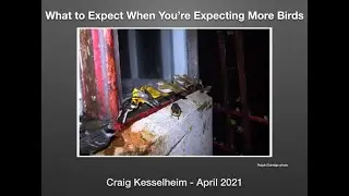 Spring on MDI with Craig Kesselheim: What to do when you are expecting more birds on 4/6/21