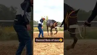 horse badly injured during Race |حصان| another face of race|horse accident #horse #viral #subscribe
