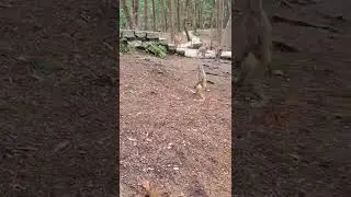 Drunk monkey