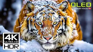 JAW-DROPPING 4K HDR Video 60fps Dolby Vision - Relaxing Music for Stress Relief