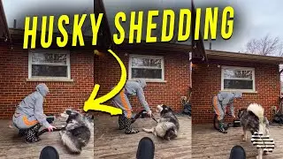 Husky Shedding, Coat Blowing, During Its Grooming Session
