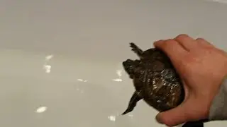 i set my turtle free 😥 отпустила черепаху на волю
