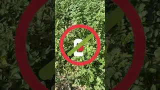 Companion Planting Guide: Gardening Tips | Natural Farming | साथी पौधों की खेती |बागवानी #garden