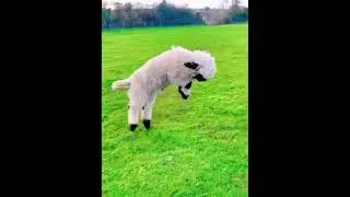Bounce = Joy  The Secret Formula of Happy Goats! 100% Scientific 🧪 #cutefarmanimal #animals