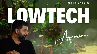 What is a low tech aquascape? 90P low tech tank Malayalam