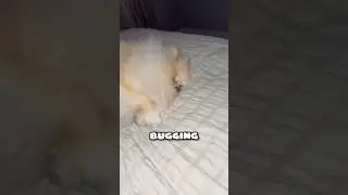 I'm sleeping don't bother me 😂 cute puppy dog 🐶 #cute #puppies #dog #pomeranian #shorts