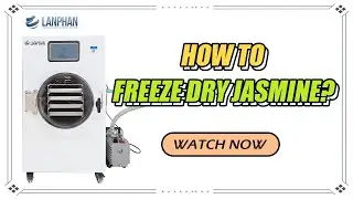 How to freeze dry Jasmine？