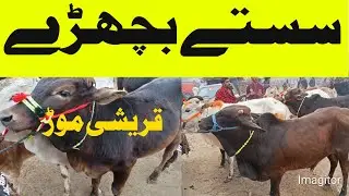 ڈیرہ اسماعیل خان قریشی موڑ بچھڑا منڈی آج | تازہ ریٹ | سستے بچھڑے2026 #animals
