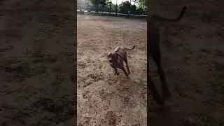 Rhodesian Ridgeback Early Morning Park Run #rhodesianridgeback #dogshorts #dog #shorts  #doglife