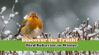 Discover the Truth! Bird Behavior in Winter 🐦 #Birds #Winter #Nature
