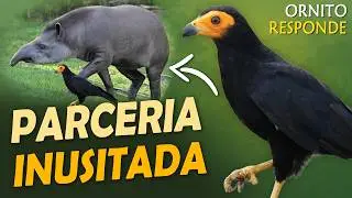 CANCÃO-DE-ANTA: AVE que usa a ANTA para Caçar? | Ornitólogo Responde #75